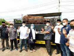 Bupati dan Ketua TP PKK Berkurban Enam Ekor Sapi Gendut dan Berkualitas