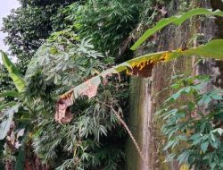 Jatuh dari Jembatan, Warga Tanjung Raya Meninggal Dunia