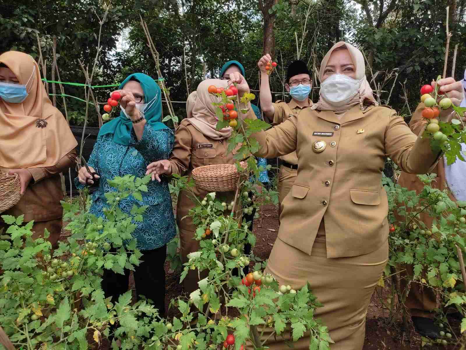 Panen Cung, Bupati Mura Ajak Masyarakat Manfaatkan Pekarangan Rumah