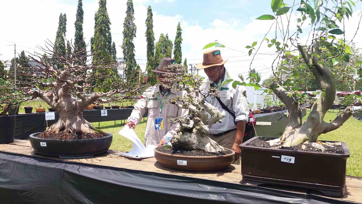 648 Bonsai Ikut Kontes Tingkat Nasional